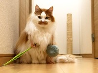 きょとんとこちらを見つめる姿がかわいいノイくん（画像提供：ノイさん）