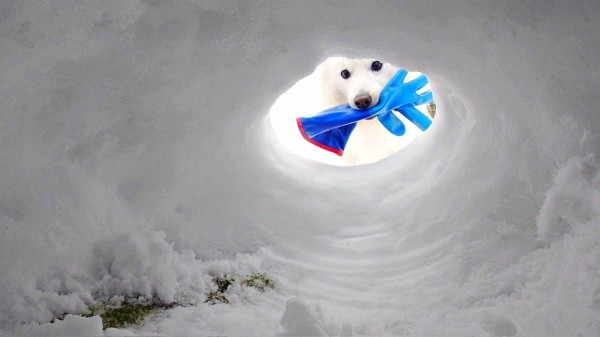 手袋をくわえてひょっこり！ 穴からのぞく楽くん（画像提供：くーさんママさん）