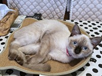 保護から約4カ月半、安心してくつろぐおこげちゃん（画像提供：コハちゃん）