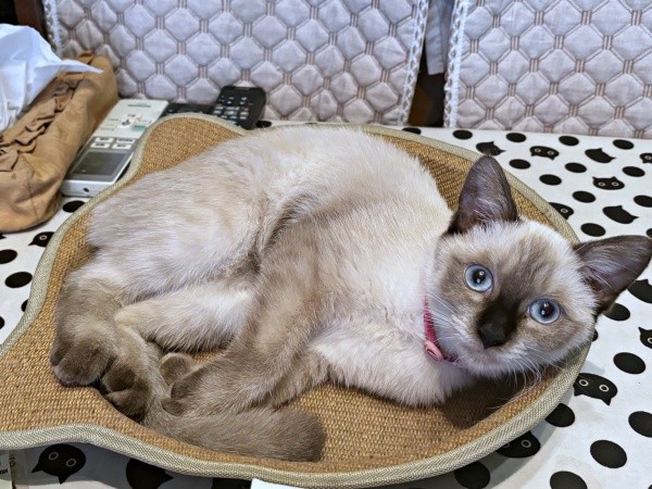 保護から約4カ月半、安心してくつろぐおこげちゃん（画像提供：コハちゃん）