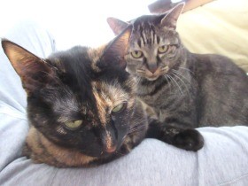 猫は赤ちゃんの“アウトオブ眼中”　顔として認識していない？