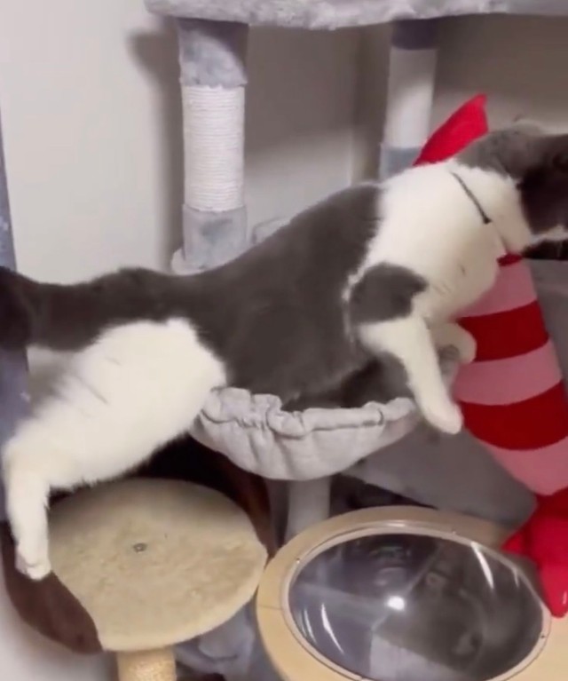 ハンモックに入る時もジタバタしていた、まるくん（動画からキャプチャー／提供：コテツとまるさん）