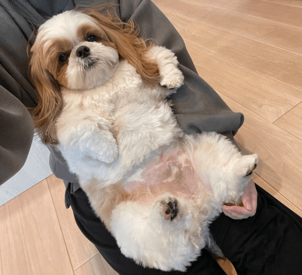 ママの膝上でまったりするぽこちゃん（画像提供：ぽこさん）