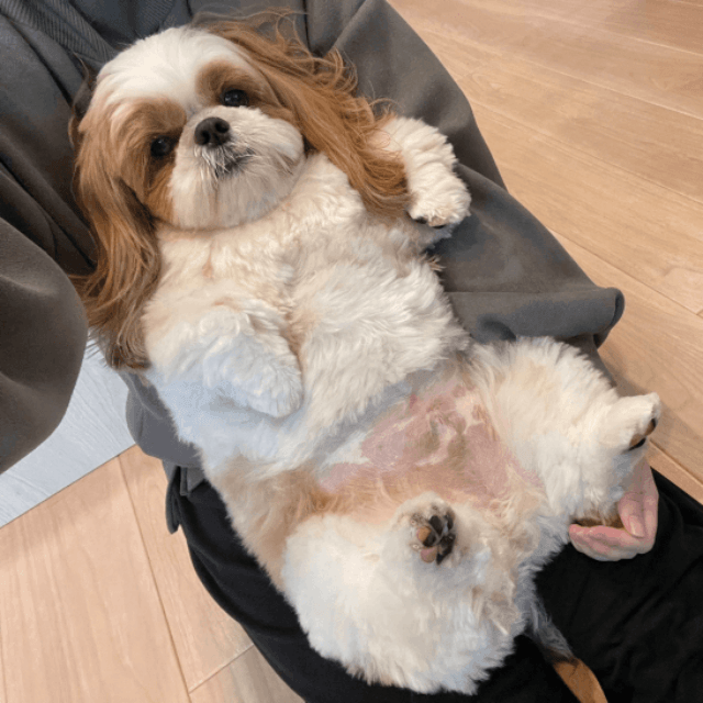 ママの膝上でまったりするぽこちゃん（画像提供：ぽこさん）