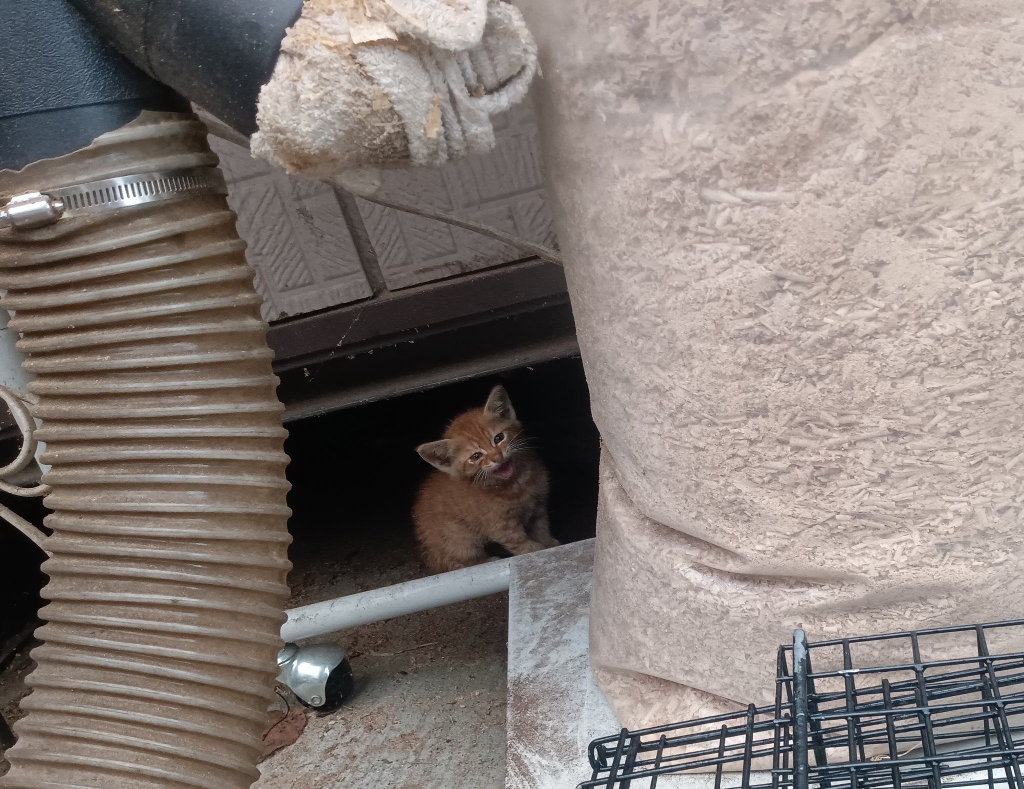 鶏小屋の脇でひとりぼっち、鳴き続けていた子猫を保護、愛らしい姿に