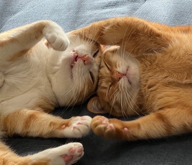 おでこをくっつけてくつろぐクウちゃん（左）とカイちゃん（右）。こんな可愛い姿が見られるのも「猫は内」の醍醐味だ（画像提供：クウとカイさん）