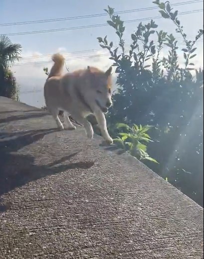 勢いよく斜面を駆け降りる犬（提供：北田瑞絵さん）