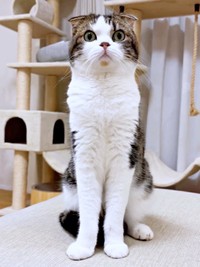 帰宅したパパに驚いて棒立ちになるこたろうくん（画像提供：こたとつーちゃんと時々おたまさん）