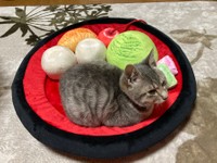 あなたは「つぶニャン派？こしニャン派？」（提供：漆黒のきむこっぴさん）