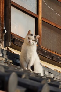 「そんな目で見ないでくれネコチャン…」＝路地師さん（@roji_shi）提供