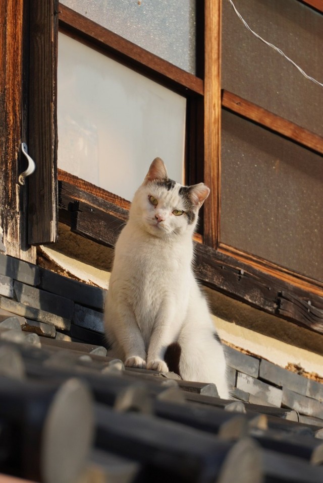 「そんな目で見ないでくれネコチャン…」＝路地師さん（@roji_shi）提供