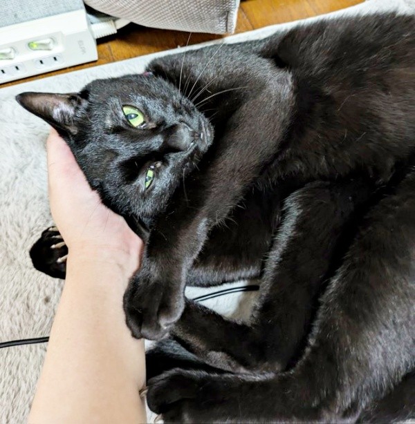 ママに甘えるもなかくん（画像提供：豆大福・もなかの甘々生活さん）