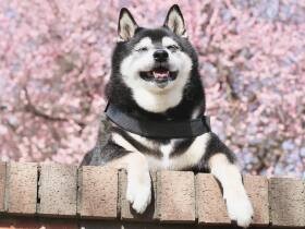 走れなくなってもジャンプができなくなっても　まったり過ごす柴犬「蓮」