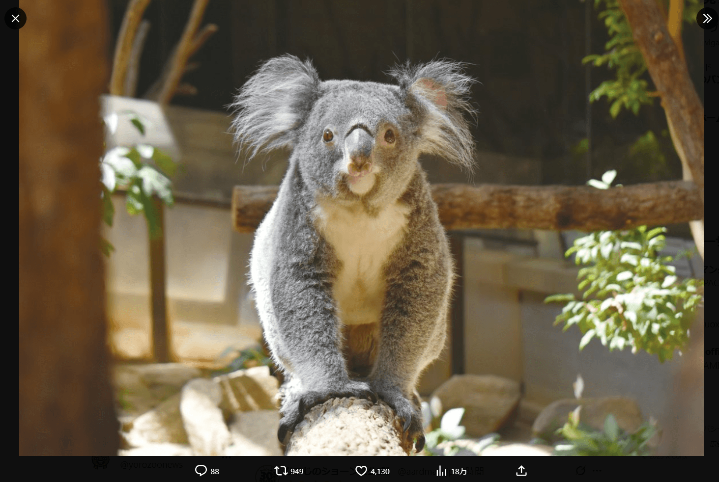 東山動植物園の公式X（@higashiyamapark）より