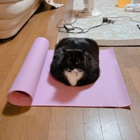 ヨガマットでくつろぐソプラノくん（提供：刻ぐるたさん）