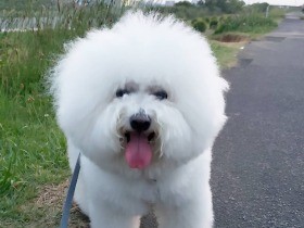 土手をお散歩、楽しい～♪　ふくふくなビションフリーゼ「福」