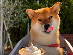 早く食べたいよ～　カフェで犬用豆乳ホイップを前にわくわくする柴犬「あさむらさん」