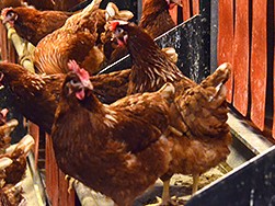 日本の畜産も「動物福祉」に配慮を！　五輪の食材条件に明記