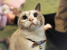 ２部屋に猫90匹がひしめく中、ほかの猫の子も必死に育てた母猫　最後に自分も幸せに