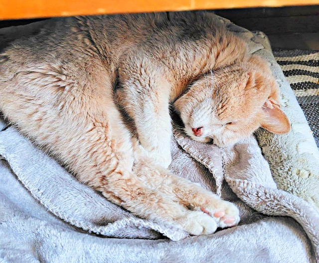 休日の朝、いつものように飼い主さんを起こしてから二度寝するボアくん（画像提供：sachiさん）