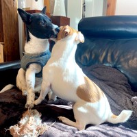 仲良くじゃれ合う（左から）さぬきちゃんと先住犬の福太くん（画像提供：バーバラ村田さん）