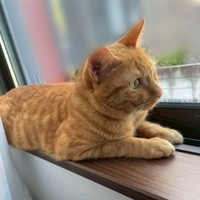 窓辺でニャルソックするむぎくん（画像提供：むぎと人間さん）