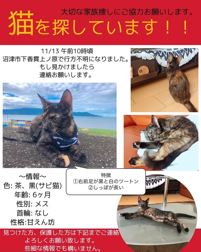 飼い主さんは、チラシやポスターで呼び掛けたという（提供写真）