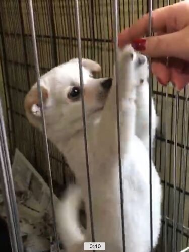 家にきたころの「菊千代」