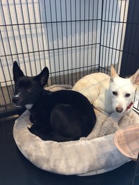 黒くん（左）、白ちゃん（画像提供：白と黒のいぬさん）