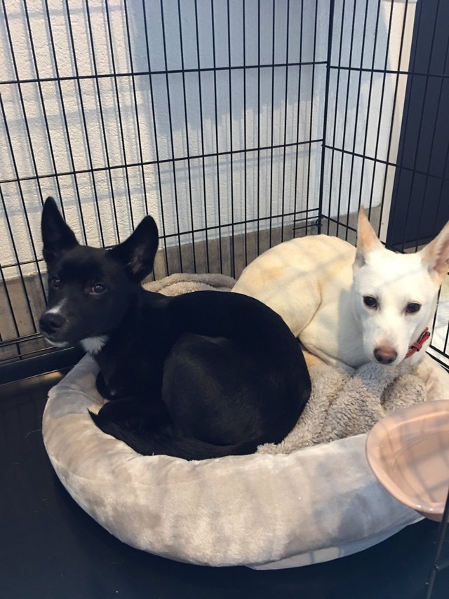 黒くん（左）、白ちゃん（画像提供：白と黒のいぬさん）