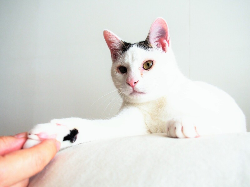 お父さんお母さん、末永く、よろしく