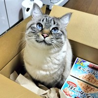 届いたご飯の段ボールに入ったつむぎちゃん（画像提供：こむぎなべさん）