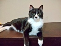 可愛くない」と言われた猫がXで話題に（遠藤さん提供）