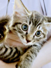 初対面時のふわりちゃん（画像提供：とららさん）