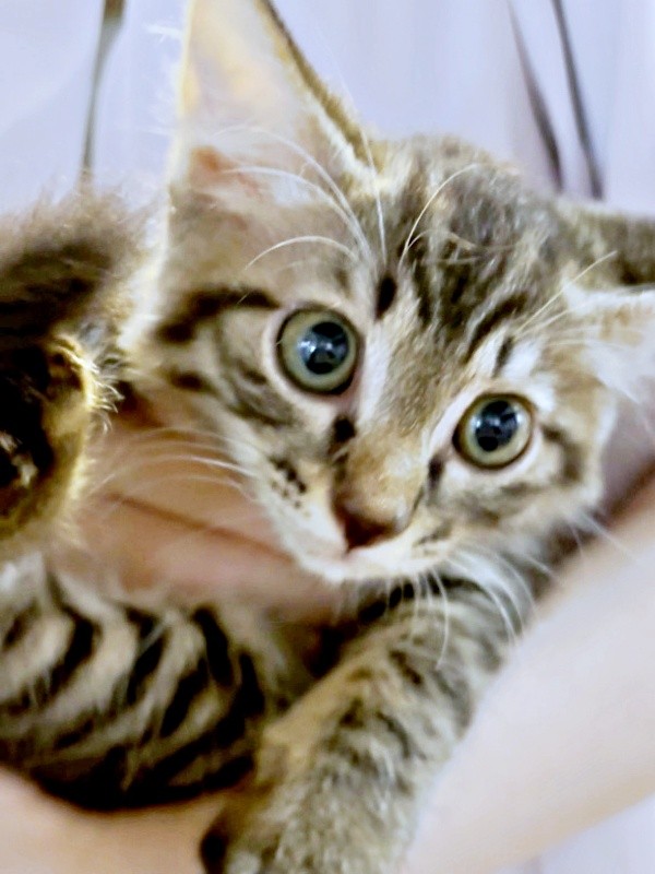 初対面時のふわりちゃん（画像提供：とららさん）