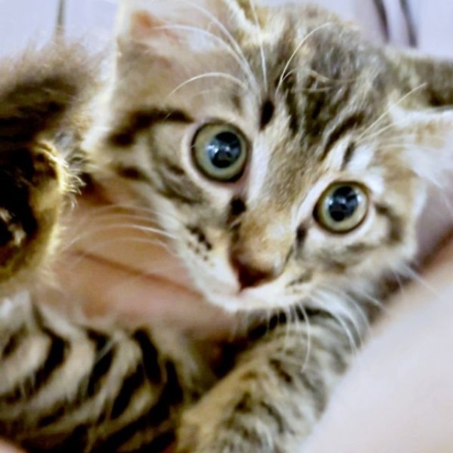 初対面時のふわりちゃん（画像提供：とららさん）