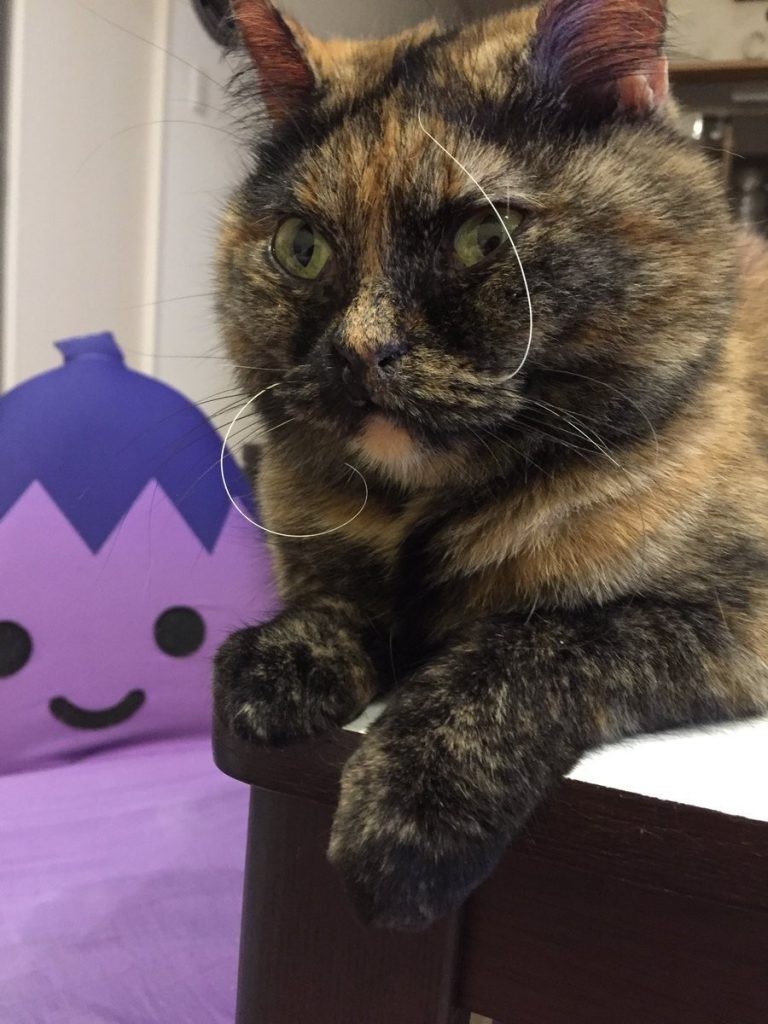 限界までカールする猫さんのヒゲが話題に、抜けたヒゲは家宝に 「ダリ