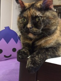 この自由なカールっぷり！（ゆあさん提供）