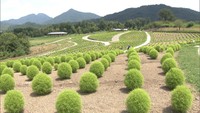 夏のコキア6000株が色鮮やかに　国営讃岐まんのう公園で見頃　8日から3日間ライトアップも　香川