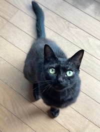 もしかして“魔女宅”に出演していました…！？志島とひろさんがお迎えしてしまう気持ちがわかるかわいさです！（志島とひろさんのTwitterより）