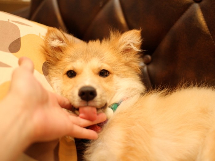 子犬時代の細い福助