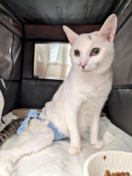 お尻が汚れないよう、自身でおむつを改良したことも