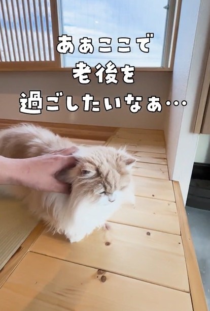ここで老後を過ごしたいと猫さまがおっしゃっております（「ねこ大家」さん提供、Xよりキャプチャ撮影）