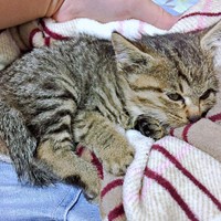 保護当時、生後推定2カ月ほど、小さかったぴーちゃん（画像提供：単発0x0さん）