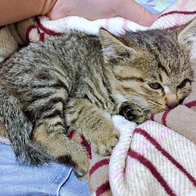 保護当時、生後推定2カ月ほど、小さかったぴーちゃん（画像提供：単発0x0さん）