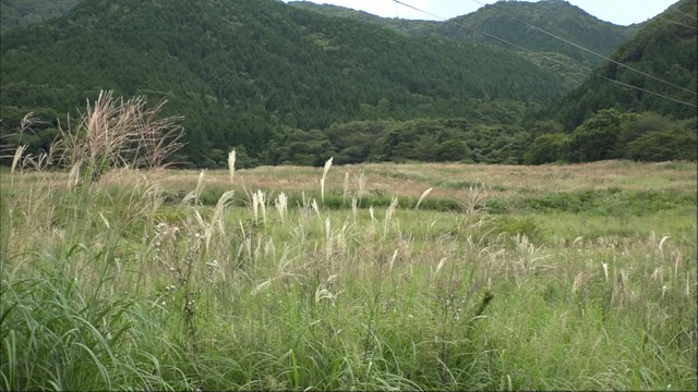 蒜山高原に秋の深まり　ススキが一面に広がる　岡山・真庭市