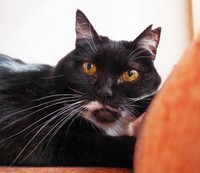 保護猫4匹のうち、一番おうちに慣れるのに時間がかかったというママちゃん（画像提供：うにねこさん）