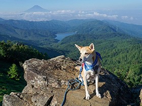 澄ました顔で、すごい山を登るよ　ミックス犬の「茶々丸」