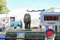 ５㌧近かった体重がなんと‼（画像は王子動物園公式ツイッターから）