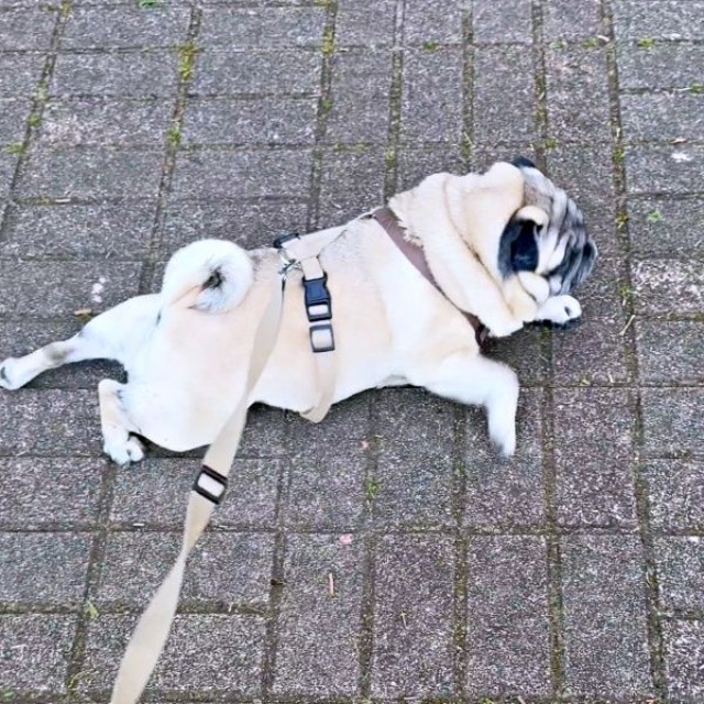 地面にお腹をつけて動き回る横綱ちゃん（画像提供：よこむすびさん）